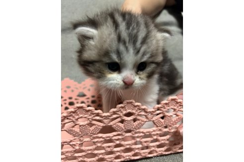 販売中の福岡県のマンチカン-113254の3枚目