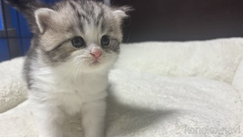 販売中の福岡県のマンチカン-113254の2枚目