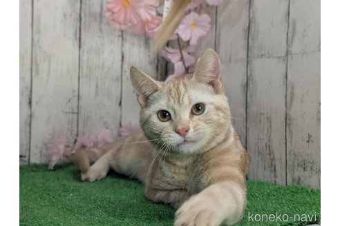 成約済の三重県のアメリカンショートヘア-98717の1枚目