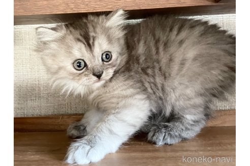 販売中の愛知県のミヌエット-111672の8枚目