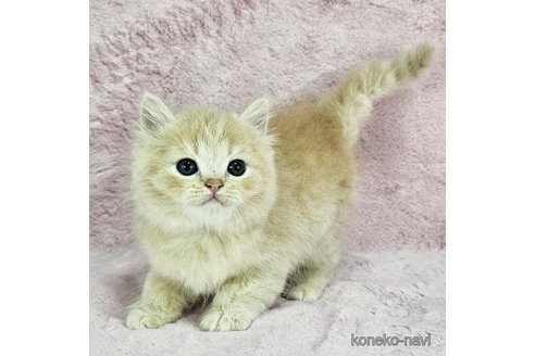 販売中ののマンチカン-113256
