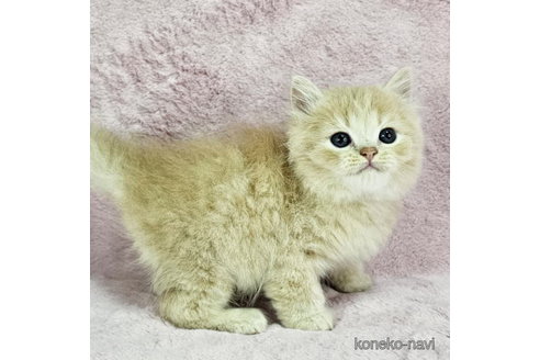販売中の千葉県のマンチカン-113256の6枚目