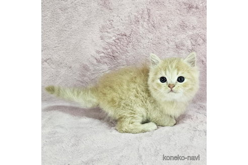 販売中の千葉県のマンチカン-113256の3枚目