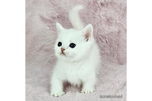 販売中の千葉県のマンチカン(短足)-113257の2枚目