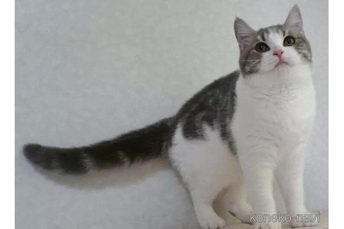 販売中の静岡県のブリティッシュショートヘア-102458の1枚目