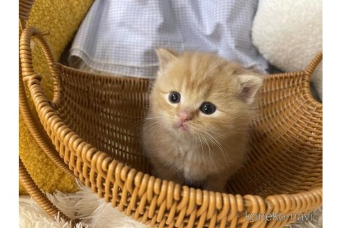 成約済の大阪府のスコティッシュフォールド-113270の2枚目
