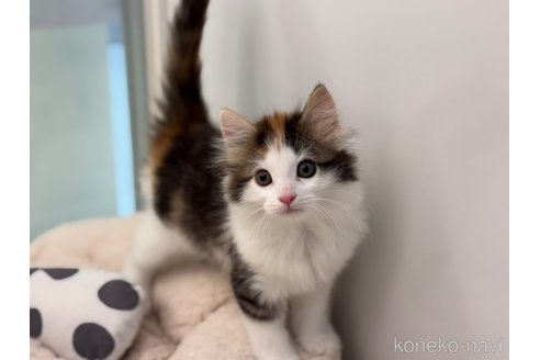 成約済の神奈川県のノルウェージャンフォレストキャット-110896の2枚目
