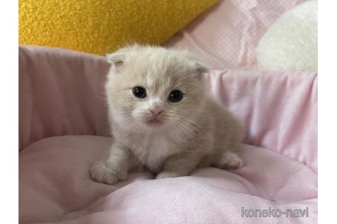 成約済の大阪府のスコティッシュフォールド(折れ耳)-113286の5枚目
