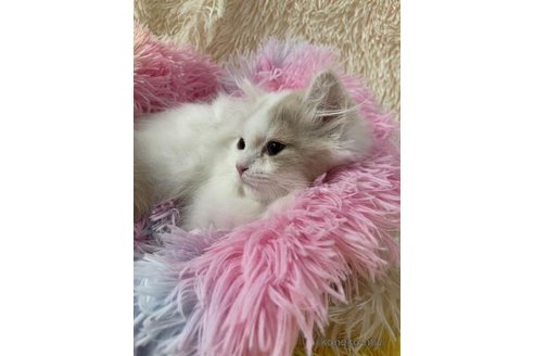 成約済の大阪府のスコティッシュフォールド-113289の2枚目