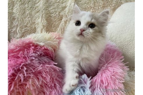 成約済の大阪府のスコティッシュフォールド-113289の3枚目