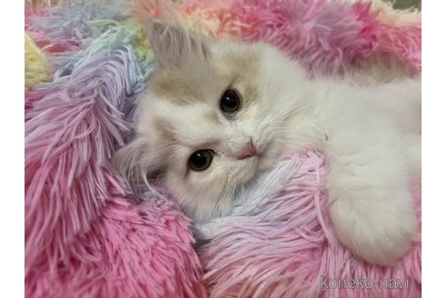 成約済の大阪府のスコティッシュフォールド-113289の1枚目