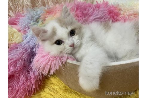 成約済の大阪府のスコティッシュフォールド-113289の4枚目