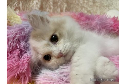 成約済の大阪府のスコティッシュフォールド-113289の6枚目