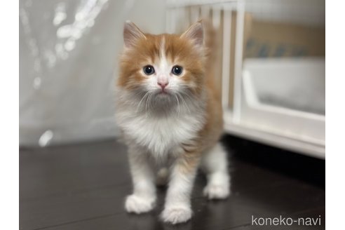 成約済の神奈川県のノルウェージャンフォレストキャット-112195の4枚目