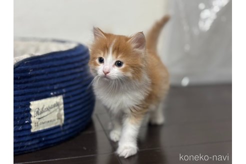 成約済の神奈川県のノルウェージャンフォレストキャット-112195の3枚目