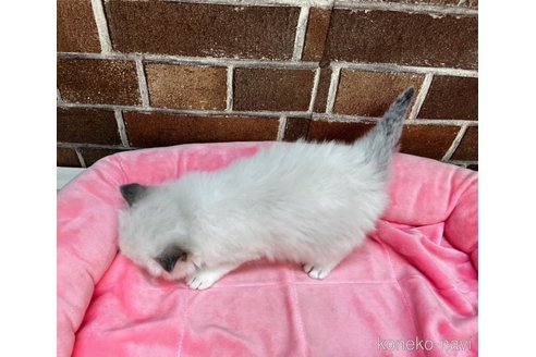 成約済の東京都のラグドール-113302の6枚目