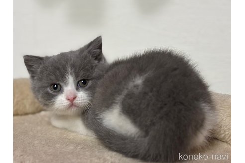 成約済の神奈川県のブリティッシュショートヘア-112708の3枚目