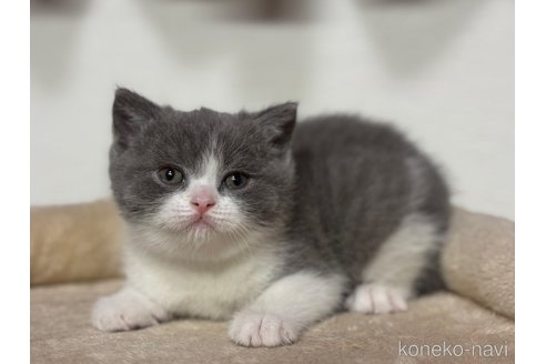 成約済の神奈川県のブリティッシュショートヘア-112708の2枚目