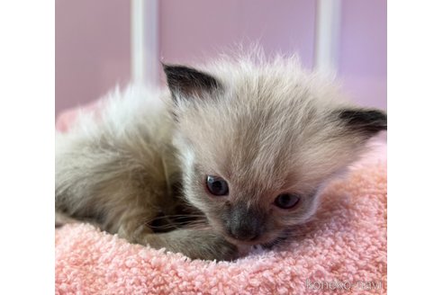 成約済の広島県のラグドール-113308の2枚目