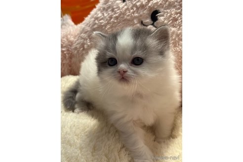 成約済の奈良県のスコティッシュフォールド-113320の3枚目