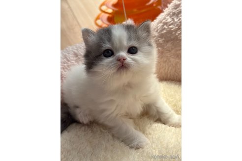 成約済の奈良県のスコティッシュフォールド-113320の4枚目