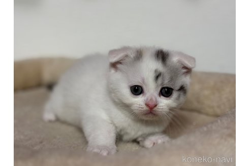 成約済の神奈川県のスコティッシュフォールド(折れ耳)-113329の9枚目