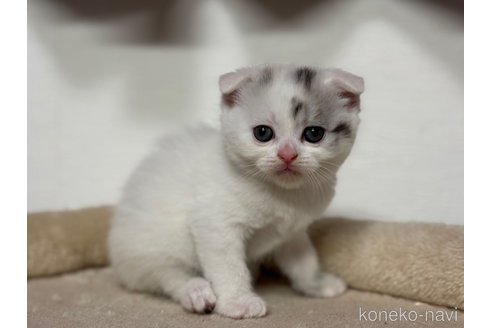 成約済の神奈川県のスコティッシュフォールド(折れ耳)-113329の8枚目