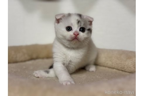 成約済の神奈川県のスコティッシュフォールド(折れ耳)-113329の6枚目