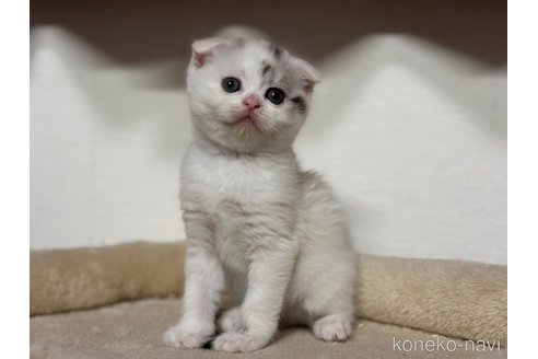 成約済の神奈川県のスコティッシュフォールド(折れ耳)-113329の5枚目