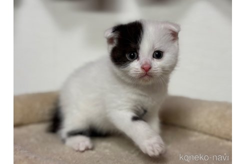成約済の神奈川県のスコティッシュフォールド(折れ耳)-113334の14枚目
