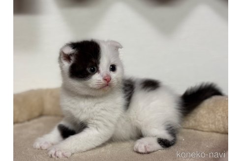 成約済の神奈川県のスコティッシュフォールド(折れ耳)-113334の10枚目