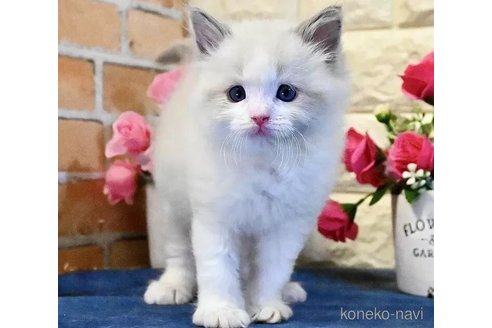 成約済の東京都のラグドール-113337の1枚目