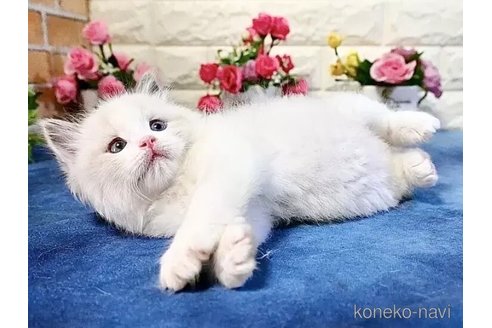 成約済の東京都のラグドール-113337の2枚目
