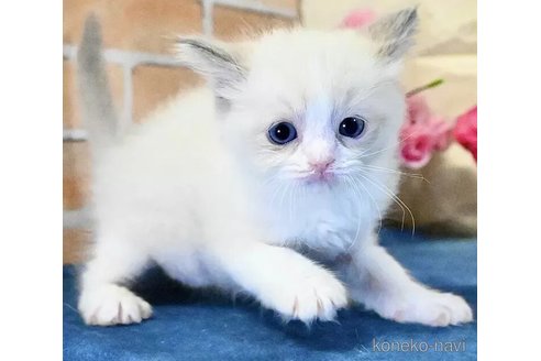 販売中の東京都のラグドール-113340の6枚目