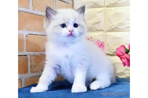 販売中の東京都のラグドール-113341の3枚目
