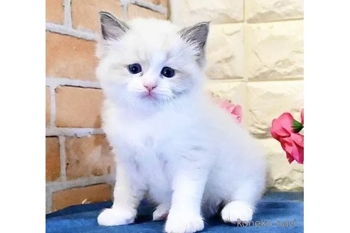 販売中の東京都のラグドール-113341の4枚目