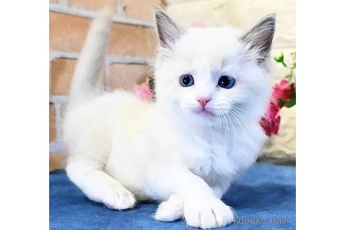 販売中の東京都のラグドール-113346の3枚目