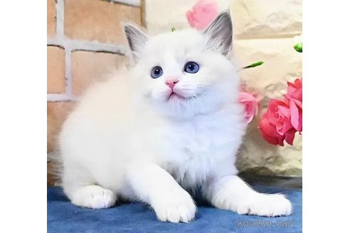 販売中の東京都のラグドール-113346の5枚目