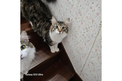 販売中の兵庫県のノルウェージャンフォレストキャット-95374の3枚目