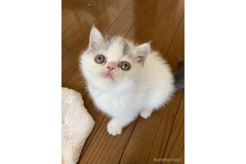 成約済の愛知県のエキゾチックショートヘア-113379の1枚目