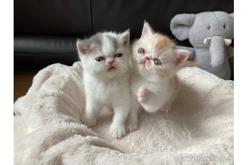 成約済の愛知県のエキゾチックショートヘア-113379の3枚目