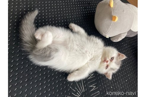 成約済の愛知県のエキゾチックショートヘア-113379の4枚目