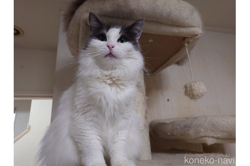 販売中の埼玉県のノルウェージャンフォレストキャット-103929の5枚目