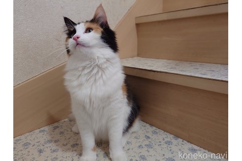 成約済の埼玉県のノルウェージャンフォレストキャット-93798の4枚目