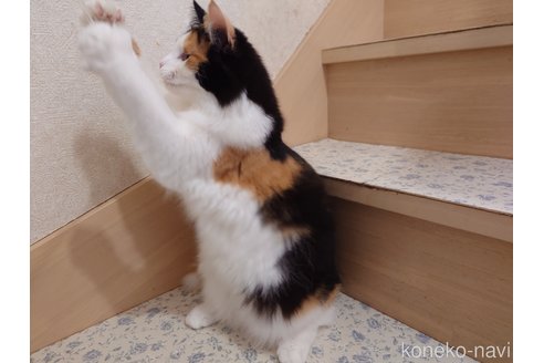 成約済の埼玉県のノルウェージャンフォレストキャット-93798の2枚目