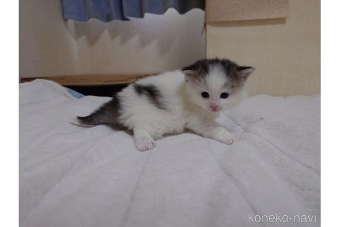 販売中の埼玉県のノルウェージャンフォレストキャット-113380の14枚目