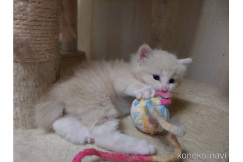 商談中の埼玉県のノルウェージャンフォレストキャット-113382の11枚目