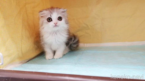 成約済の東京都のスコティッシュフォールド-113383の4枚目
