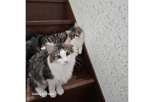 販売中の兵庫県のノルウェージャンフォレストキャット-95373