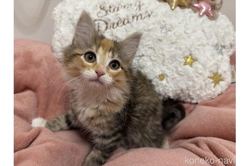 成約済の千葉県のノルウェージャンフォレストキャット-110061の5枚目